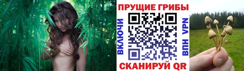 Псилоцибиновые грибы Psilocybe  MEGA ссылки  Кедровый 
